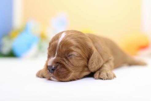 成約済の愛知県のキャバリアキングチャールズスパニエル-53774の3枚目