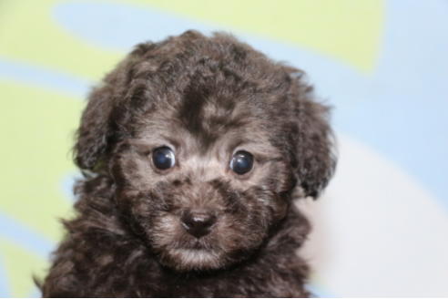 成約済の千葉県のトイプードル-52069の5枚目