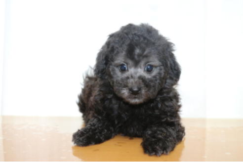 成約済の千葉県のトイプードル-52069の4枚目