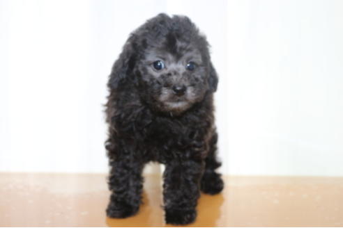 成約済の千葉県のトイプードル-52069の2枚目