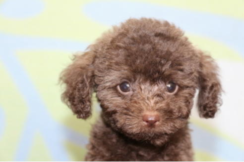 成約済の千葉県のトイプードル-52071の5枚目