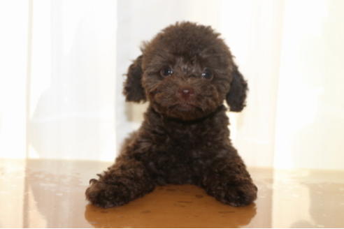 成約済の千葉県のトイプードル-52071の4枚目