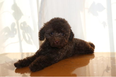 成約済の千葉県のトイプードル-52071の3枚目