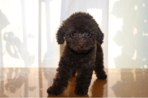 成約済の千葉県のトイプードル-52071の2枚目