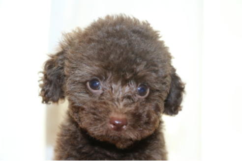 成約済の千葉県のトイプードル-52071の1枚目