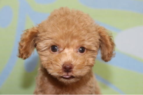 成約済の千葉県のトイプードル-52073の5枚目