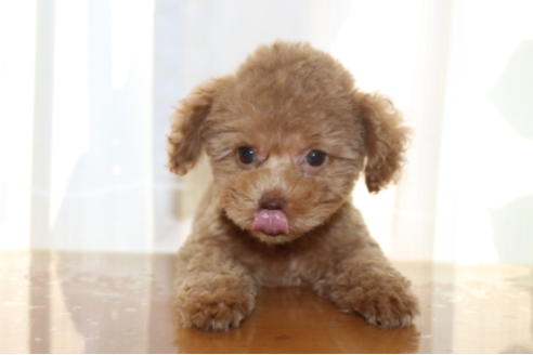 成約済の千葉県のトイプードル-52073の4枚目