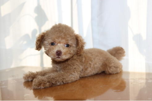 成約済の千葉県のトイプードル-52073の3枚目