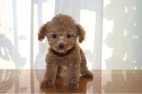 成約済の千葉県のトイプードル-52073の2枚目