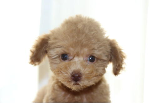 成約済の千葉県のトイプードル-52073の1枚目