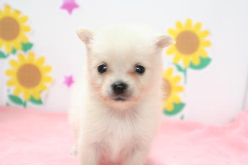 成約済の京都府のポメチワ:ポメラニアン×チワワ-53869の3枚目