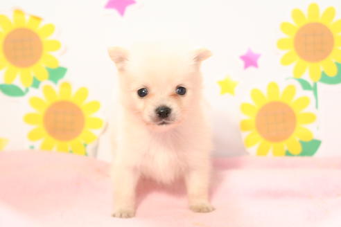 成約済の京都府のポメチワ:ポメラニアン×チワワ-53869の2枚目