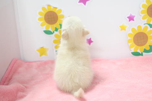 成約済の京都府のポメチワ:ポメラニアン×チワワ-53869の1枚目