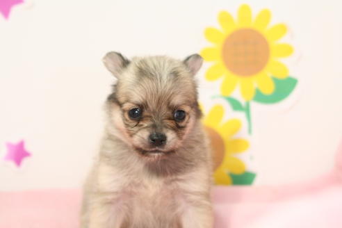 成約済の京都府のポメチワ:ポメラニアン×チワワ-53870の2枚目