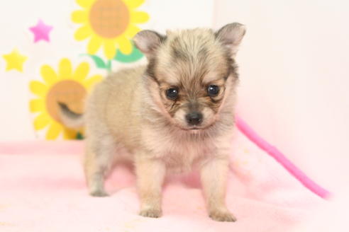 成約済の京都府のポメチワ:ポメラニアン×チワワ-53870の1枚目