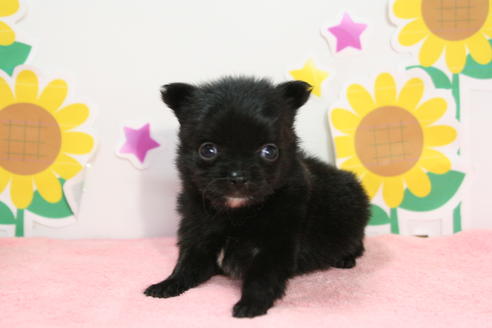 成約済の京都府のポメチワ:ポメラニアン×チワワ-53871の3枚目