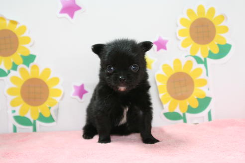 成約済の京都府のポメチワ:ポメラニアン×チワワ-53871の1枚目