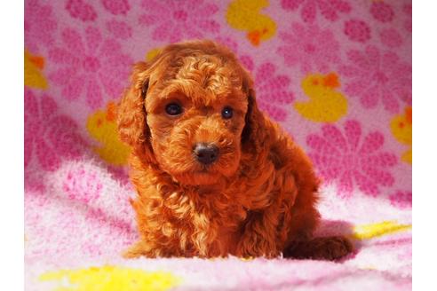成約済の茨城県のトイプードル-53917の4枚目