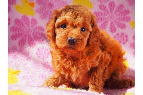 成約済の茨城県のトイプードル-53917の2枚目