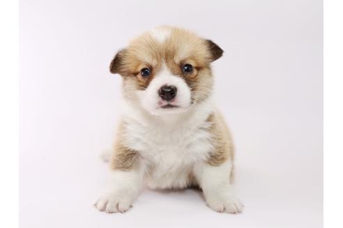 成約済の栃木県のウェルシュコーギーペンブローク-53929の4枚目