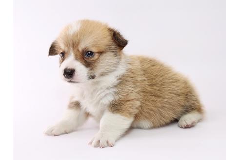 成約済の栃木県のウェルシュコーギーペンブローク-53929の3枚目