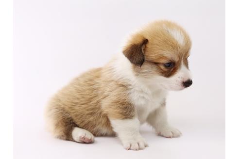 成約済の栃木県のウェルシュコーギーペンブローク-53929の2枚目