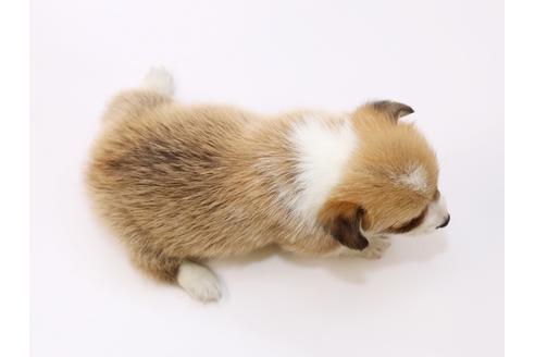 成約済の栃木県のウェルシュコーギーペンブローク-53929の1枚目