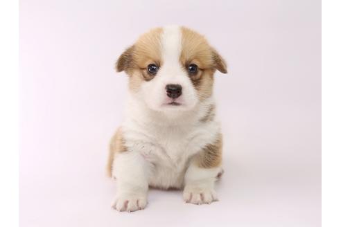 成約済の栃木県のウェルシュコーギーペンブローク-53930の4枚目