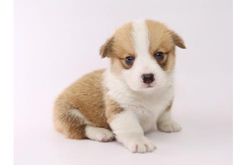 成約済の栃木県のウェルシュコーギーペンブローク-53930の3枚目