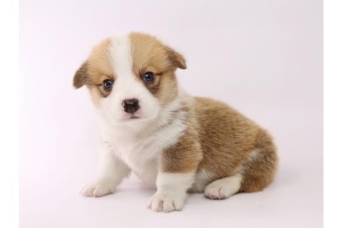 成約済の栃木県のウェルシュコーギーペンブローク-53930の2枚目