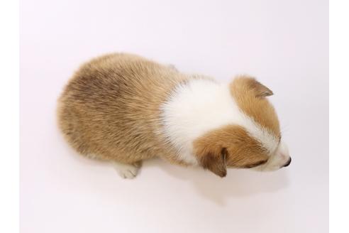 成約済の栃木県のウェルシュコーギーペンブローク-53930の1枚目