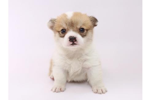 成約済の栃木県のウェルシュコーギーペンブローク-53931の4枚目