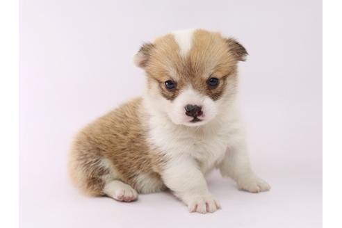 成約済の栃木県のウェルシュコーギーペンブローク-53931の3枚目