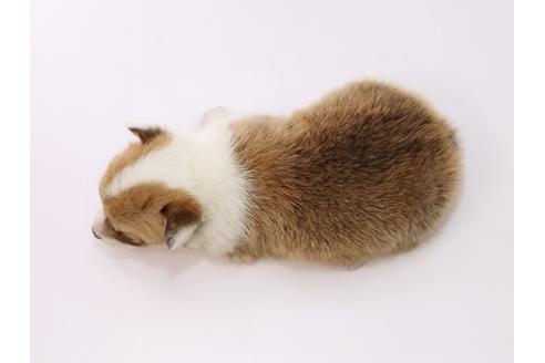 成約済の栃木県のウェルシュコーギーペンブローク-53931の1枚目