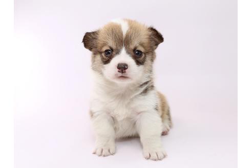 成約済の栃木県のウェルシュコーギーペンブローク-53932の4枚目