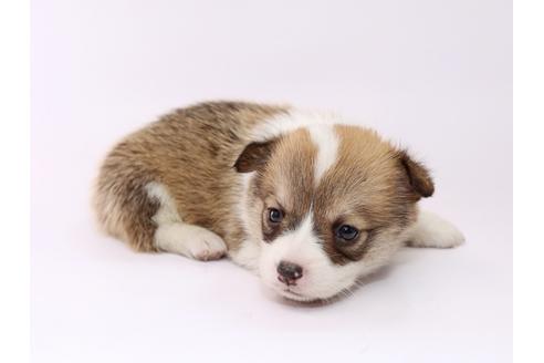 成約済の栃木県のウェルシュコーギーペンブローク-53932の3枚目