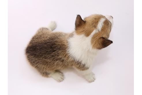 成約済の栃木県のウェルシュコーギーペンブローク-53932の1枚目