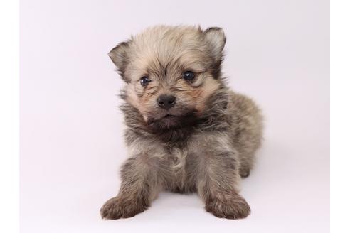 成約済の栃木県のミックス犬-53933の3枚目