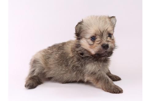 成約済の栃木県のミックス犬-53933の2枚目