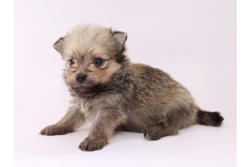 成約済の栃木県のミックス犬-53933の1枚目