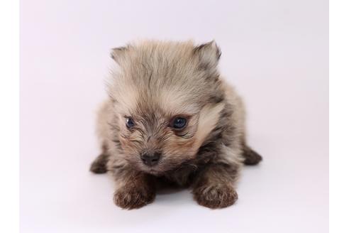 成約済の栃木県のミックス犬-53934の3枚目