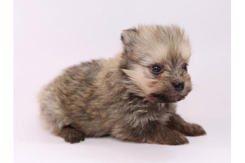 成約済の栃木県のミックス犬-53934の2枚目