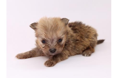 成約済の栃木県のミックス犬-53935の1枚目