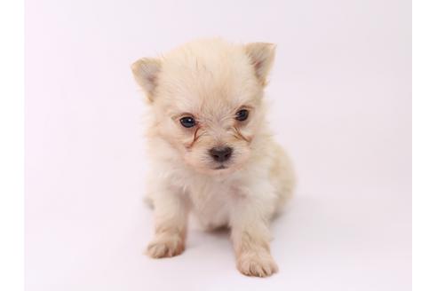 成約済の栃木県のミックス犬-53936の3枚目