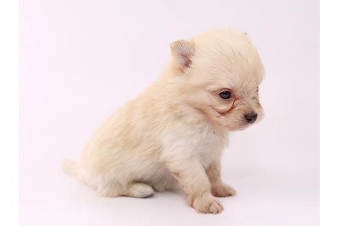 成約済の栃木県のミックス犬-53936の2枚目