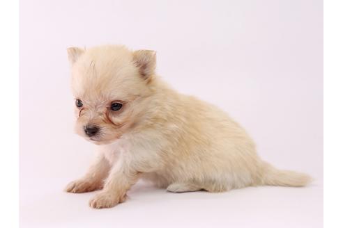 成約済の栃木県のミックス犬-53936の1枚目