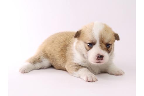 成約済の栃木県のウェルシュコーギーペンブローク-53937の3枚目