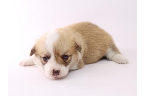 成約済の栃木県のウェルシュコーギーペンブローク-53937の2枚目