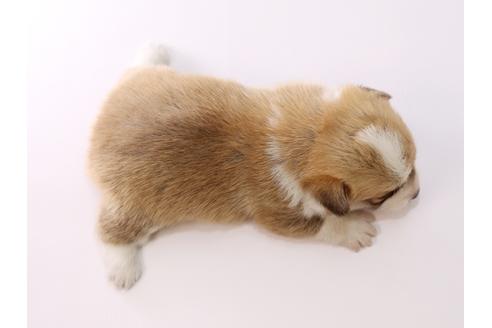 成約済の栃木県のウェルシュコーギーペンブローク-53937の1枚目