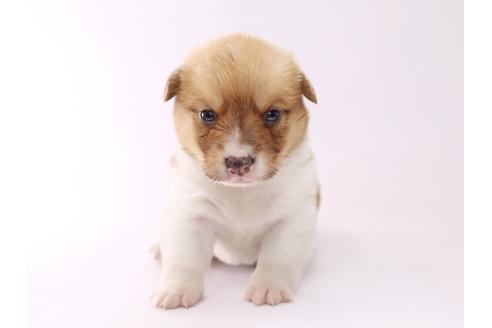 成約済の栃木県のウェルシュコーギーペンブローク-53938の4枚目